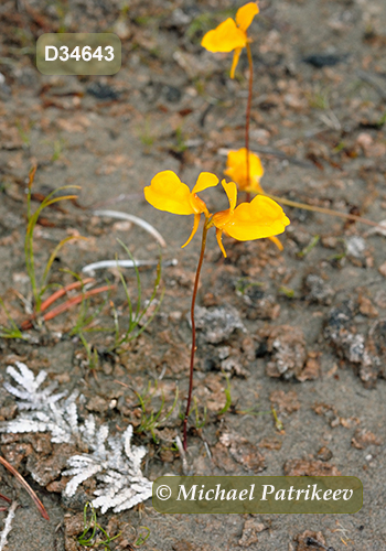 Horned Bladderwort (Utricularia cornuta)